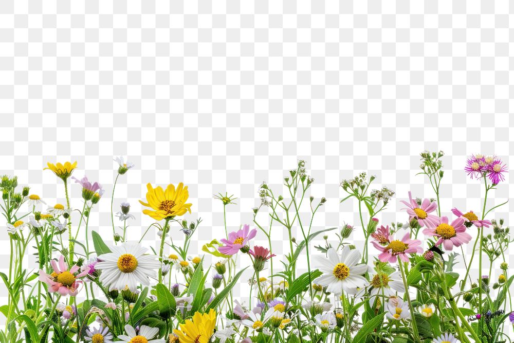 PNG Colorful wildflowers in bloom