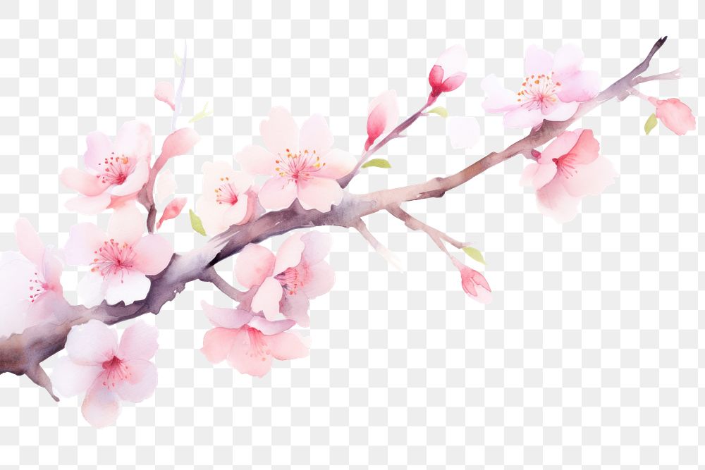 PNG Sakura tree branch watercolor appliance blossom flower.