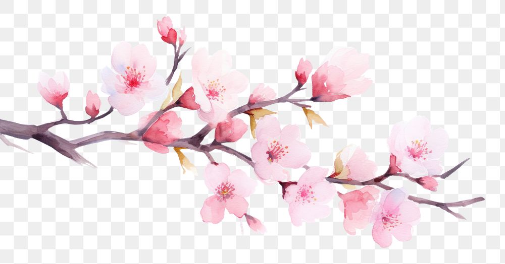 PNG Sakura tree branch watercolor chandelier blossom flower.