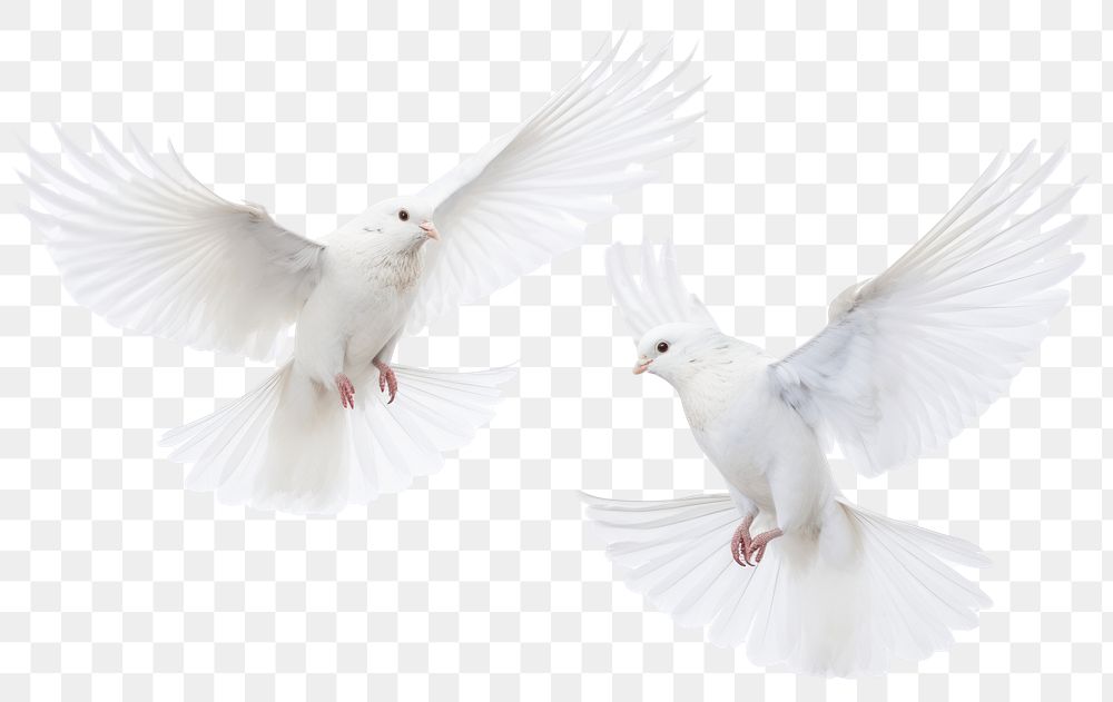 PNG Elegant white doves in flight