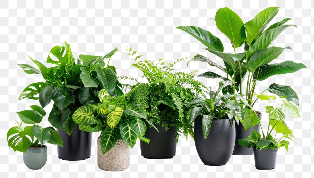 PNG  Vibrant indoor potted green plants