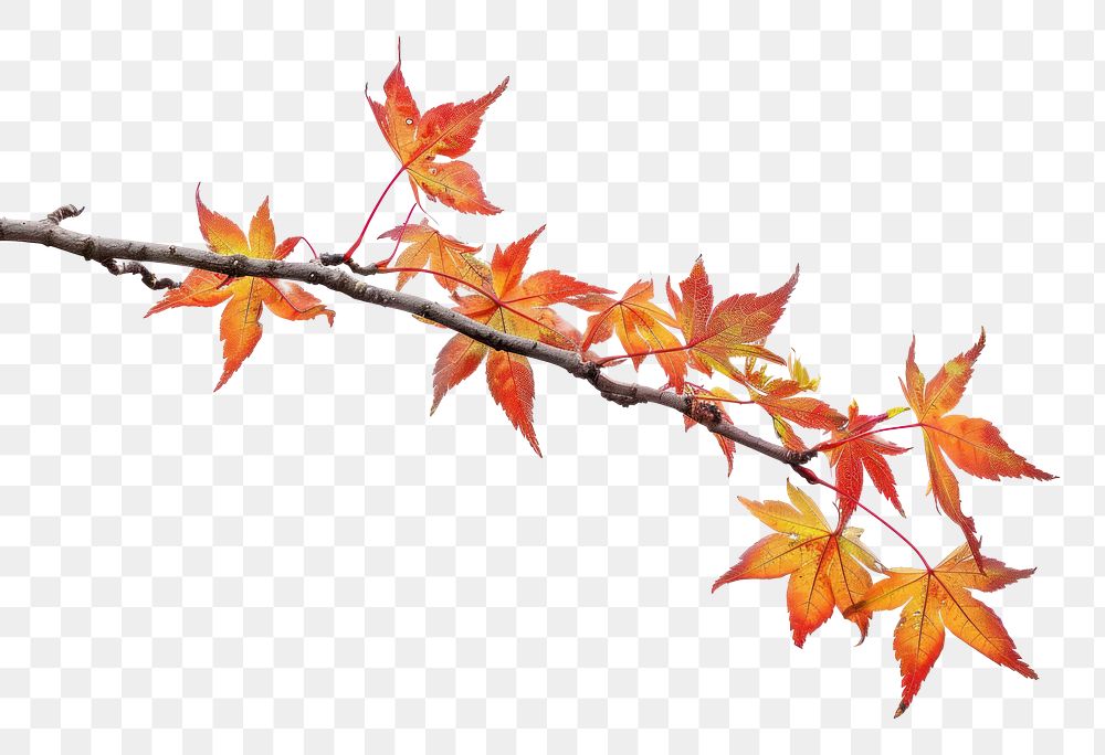 Autumn leaves on tree branch