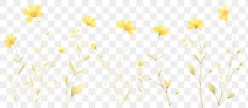 PNG Yellow flower as divider watercolor asteraceae daffodil graphics.