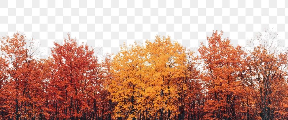 PNG Vibrant autumn trees under sky