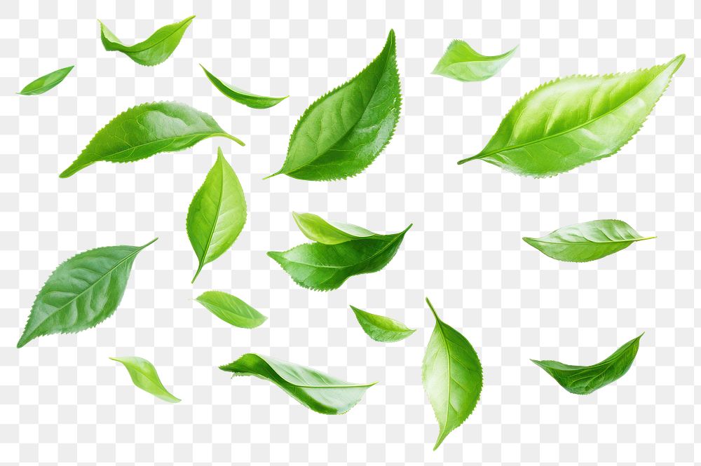 PNG Fresh green tea leaves