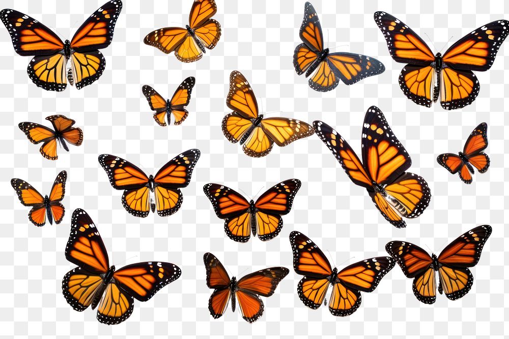 PNG  Flying plain tiger butterflies butterfly animal insect. 