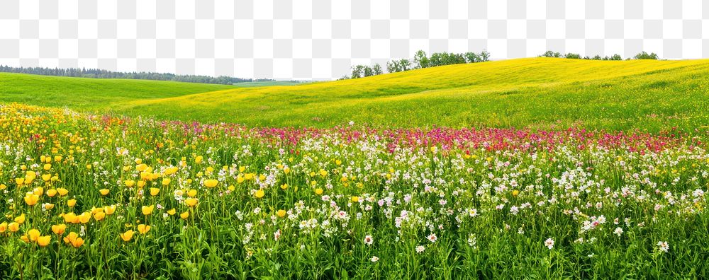 Hilly spring fields countryside vegetation grassland.