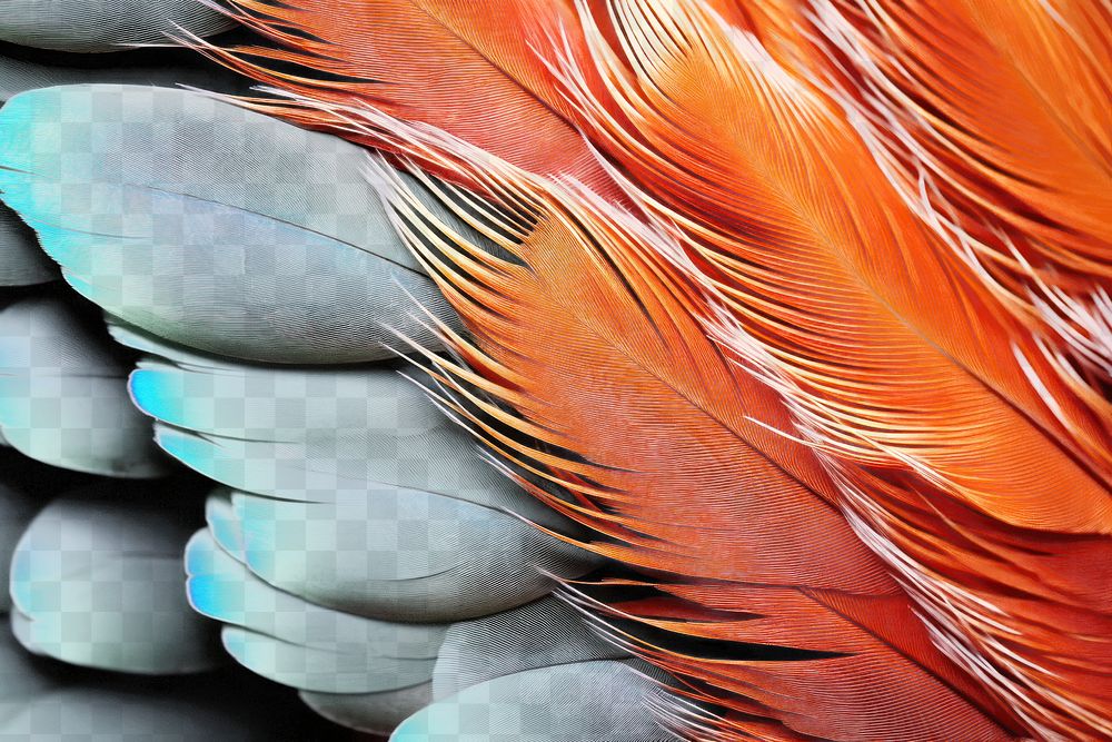 PNG Vibrant feather texture, transparent background