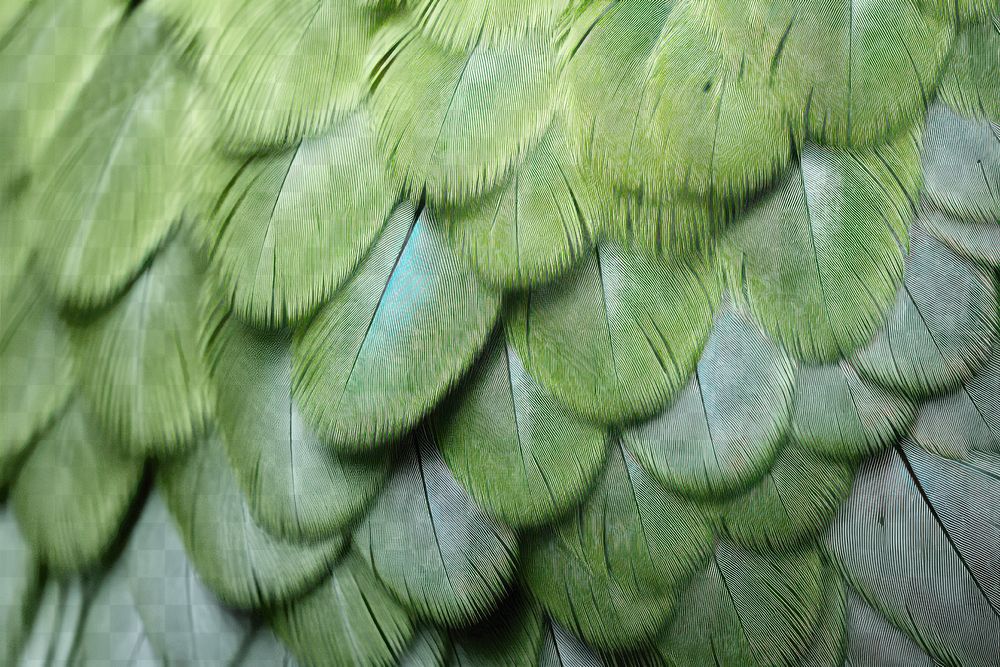 PNG Vibrant green bird feather texture, transparent background