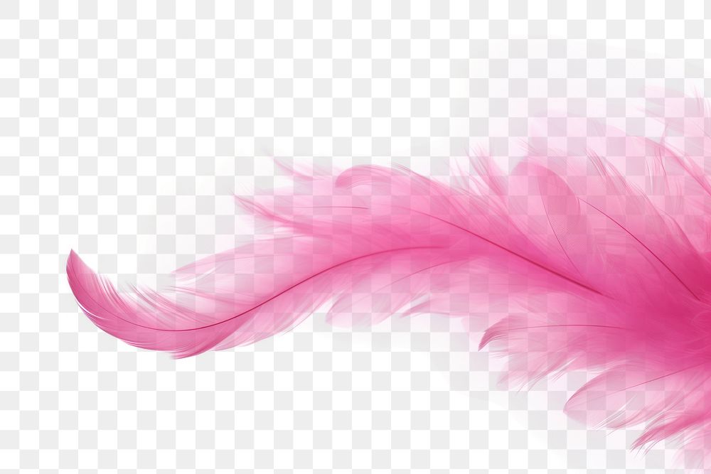 PNG Pink feathers backgrounds red white background.