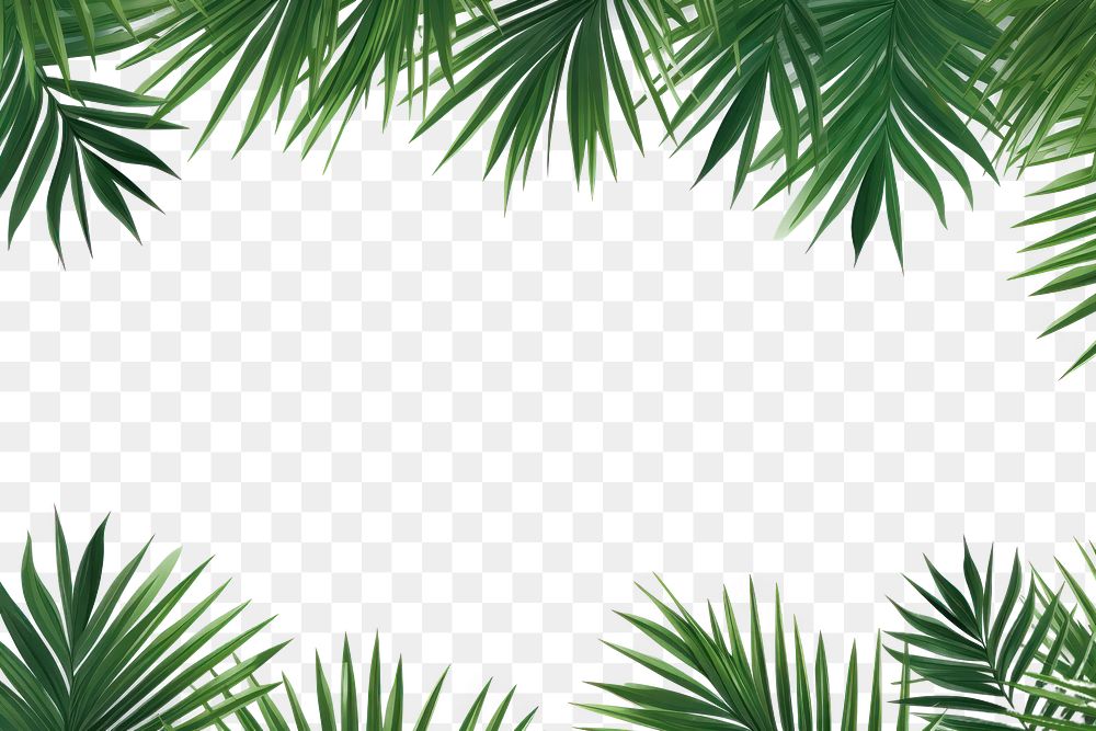 PNG  Palm leaves border backgrounds outdoors nature.