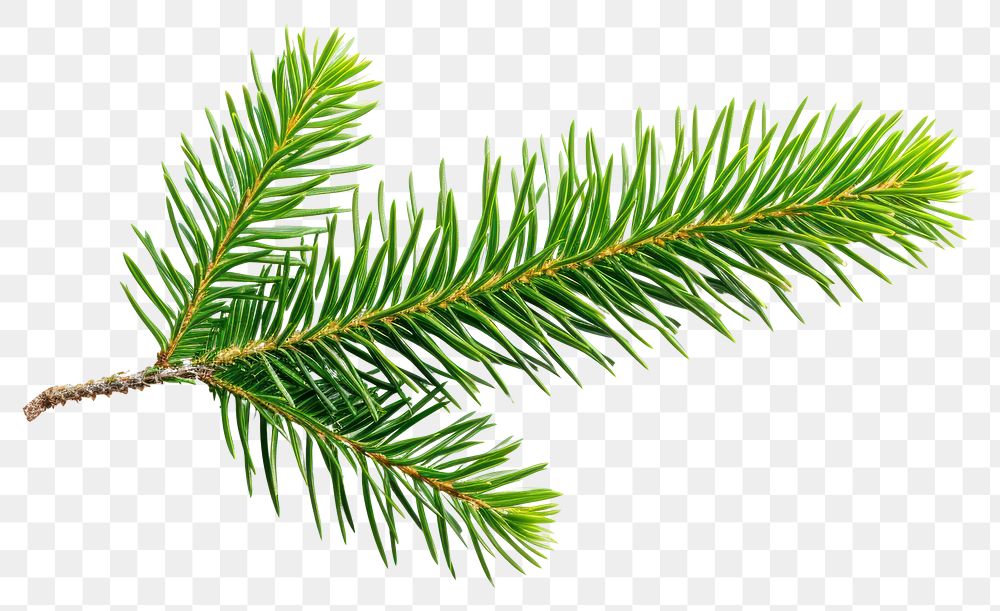 PNG  Pine tree leave plant leaf fir.