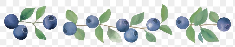 PNG Blueberries as divider watercolor blueberry produce fruit.