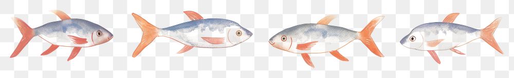 PNG Fishes as divider watercolor seafood animal bonito.