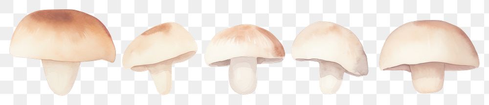 PNG Mushrooms as divider watercolor amanita fungus agaric.