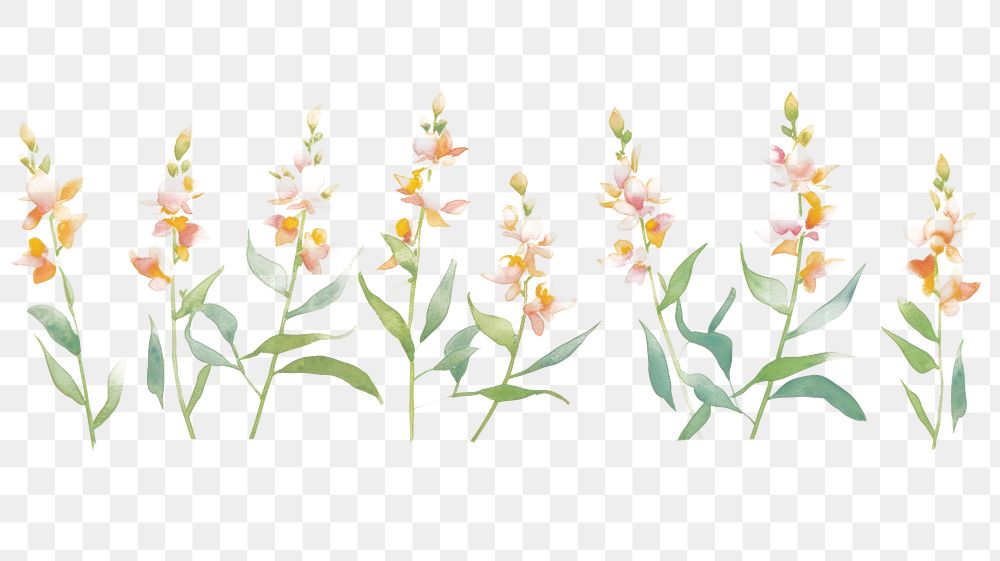 PNG Orchids as divider watercolor blossom pattern flower.