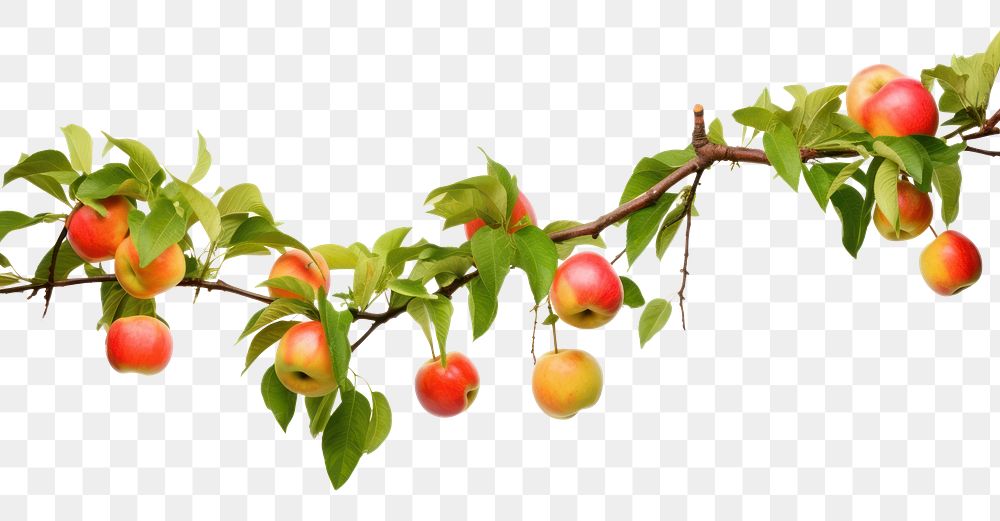 PNG  Hanging apple tree branches plant fruit food.