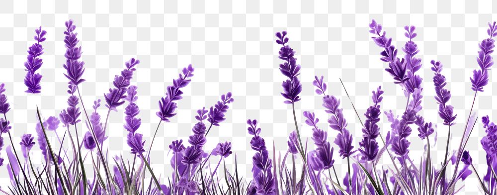 PNG Lavender flower backgrounds blossom. 