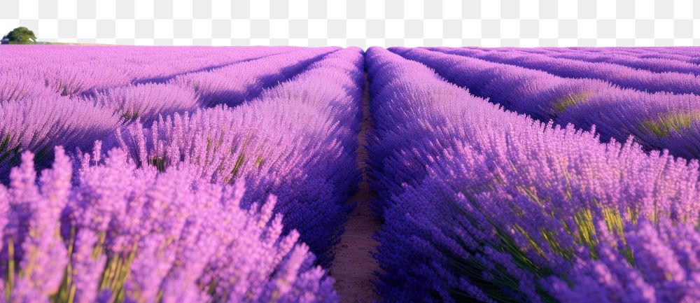 PNG Lavender backgrounds outdoors blossom. 