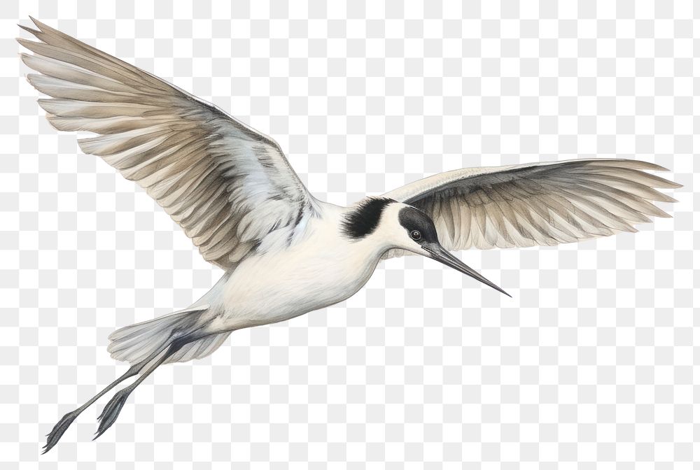 PNG Avocet drawing animal flying.