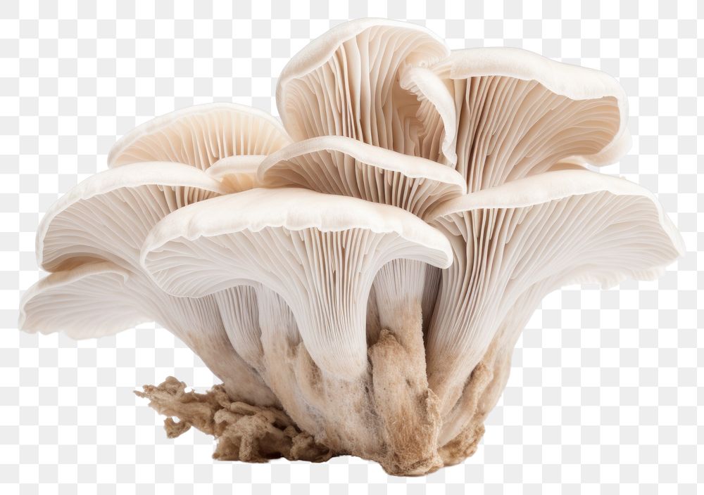 PNG Oyster mushroom fungus plant  