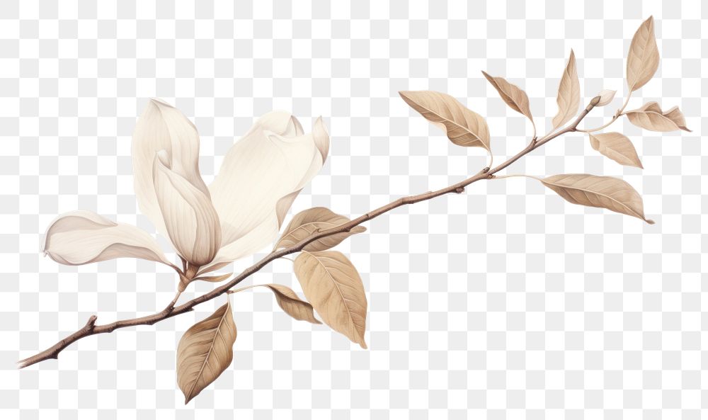 PNG Botanical illustration magnolia flower drawing sketch.