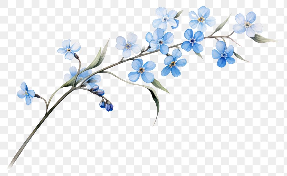 PNG Botanical illustration forget me not flower blossom plant.