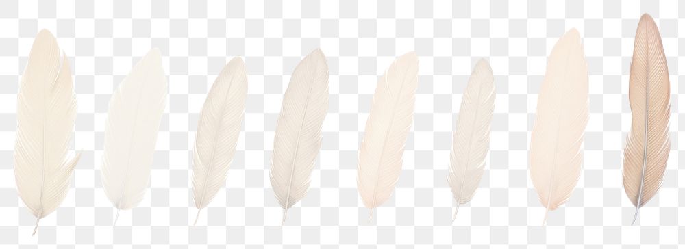 PNG Feathers as line watercolour illustration white background lightweight pattern.