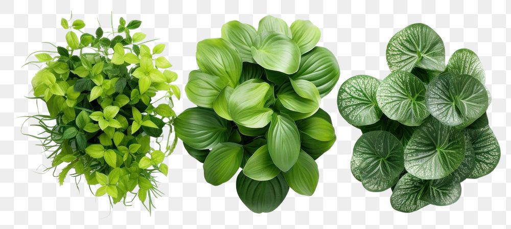 PNG  Plants grouped together against green herbs leaf. 