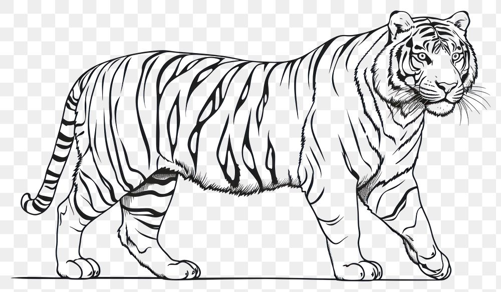 PNG Tiger outline sketch wildlife drawing animal.