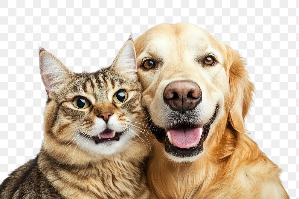 PNG Cat dog friendship happiness together