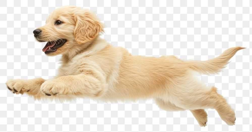 Golden retriever puppy animal canine mammal.