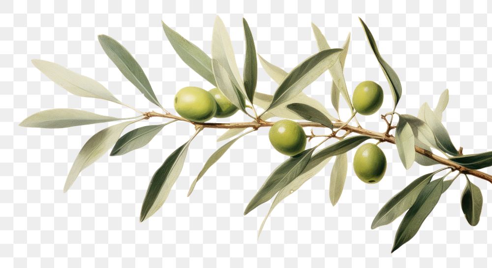 PNG Olive branch plant leaf tree.