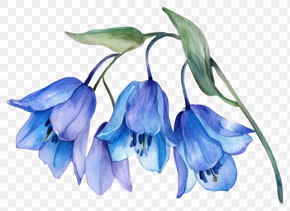 PNG Elegant watercolor blue flowers