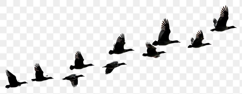 PNG Birds flying silhouette background waterfowl migration.