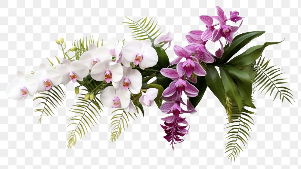 PNG  Fern and Vanda orchids flower plant petal.