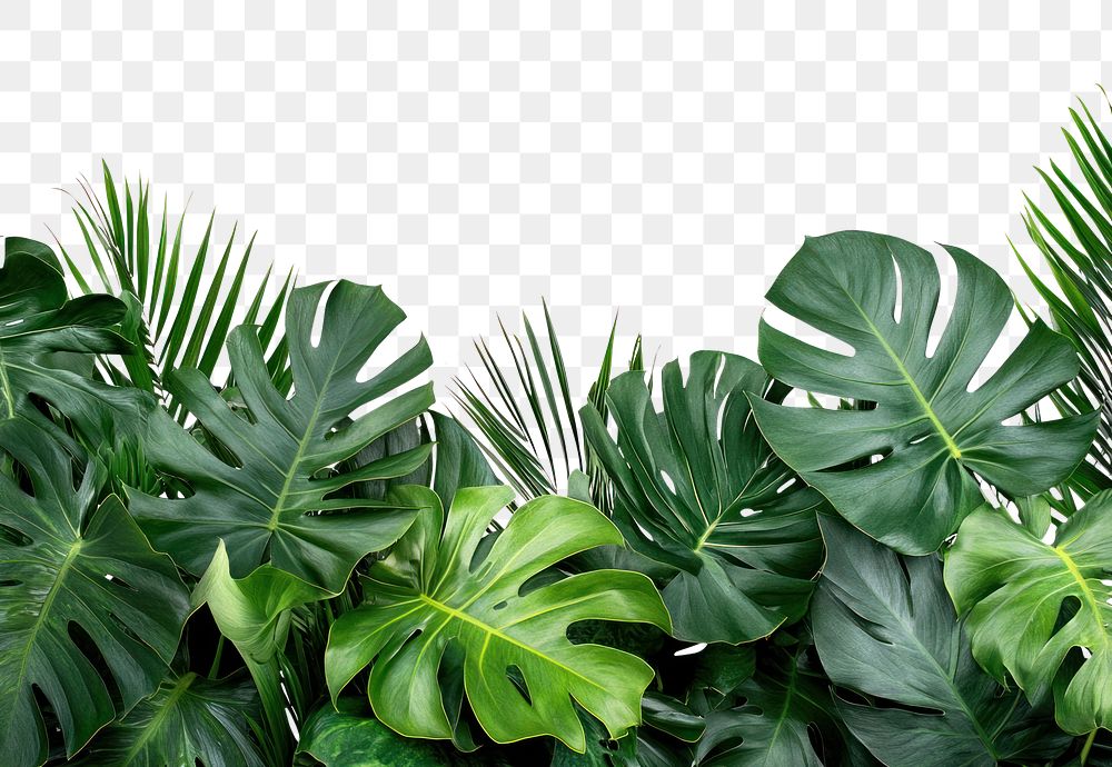 Real tropical leaf border vegetation rainforest outdoors.