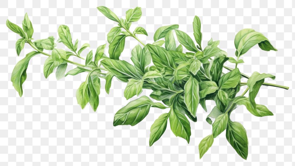 PNG  Arabian herbs plant leaf white background. 