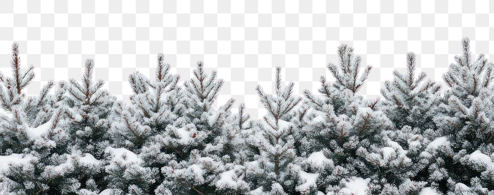 Pine trees and snow vegetation outdoors woodland.