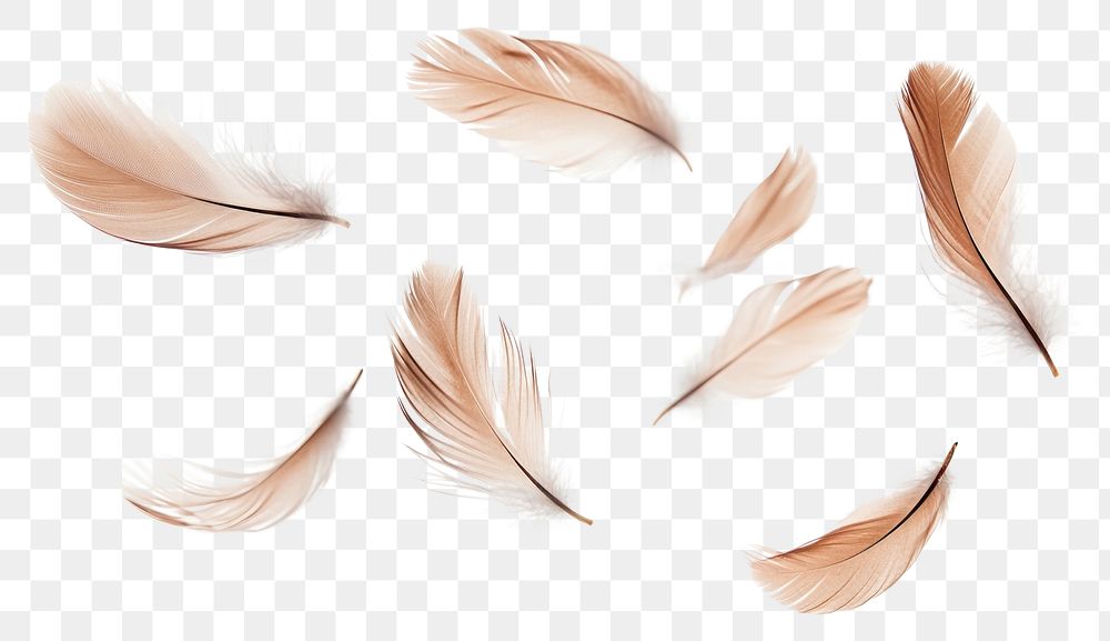 PNG Real feathers floating pattern natural.