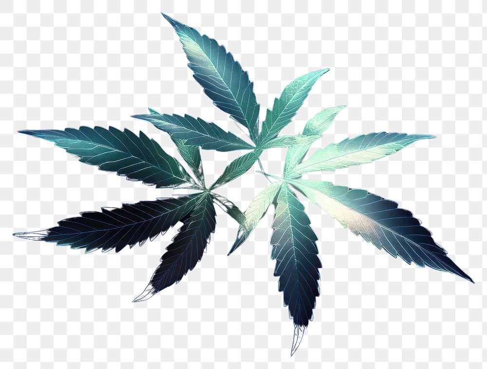 PNG Cannabis background leaves black.