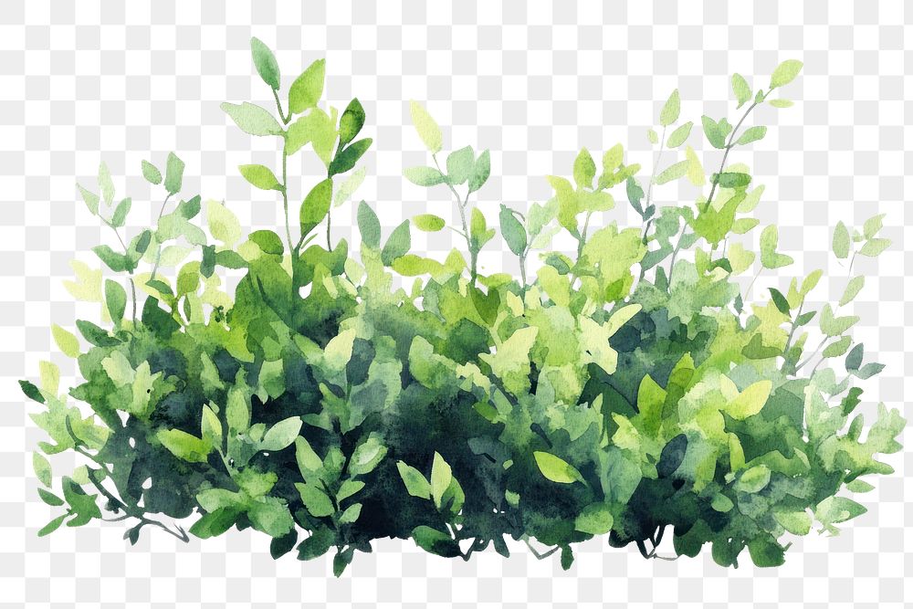 PNG  Green bushes illustration watercolor leaves.