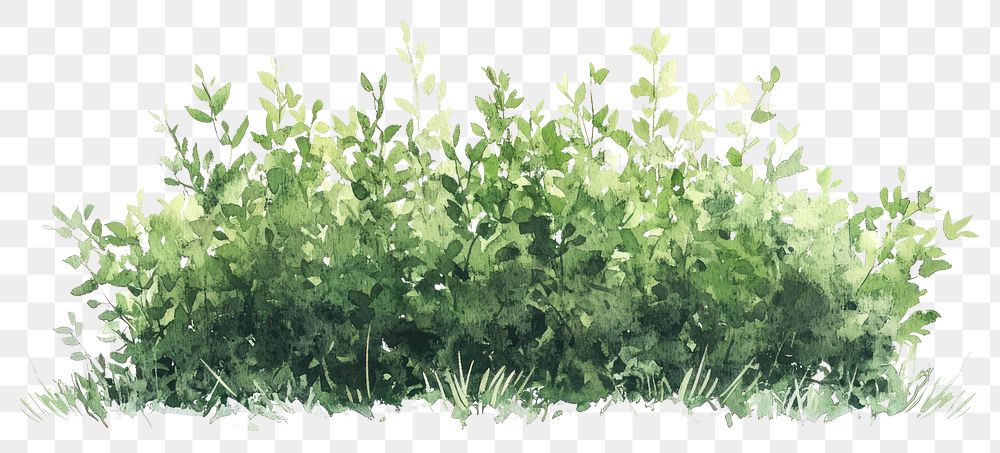 PNG  Green bushes illustration watercolor plant.