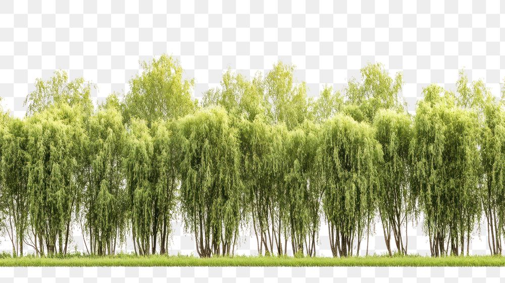 PNG Weeping willow forest vegetation background landscape.