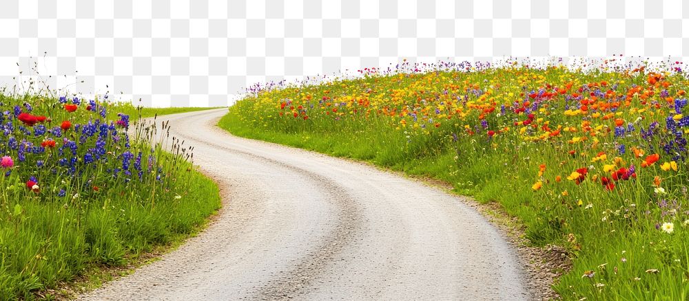 PNG Country road flower fields flowers outdoors scenery.