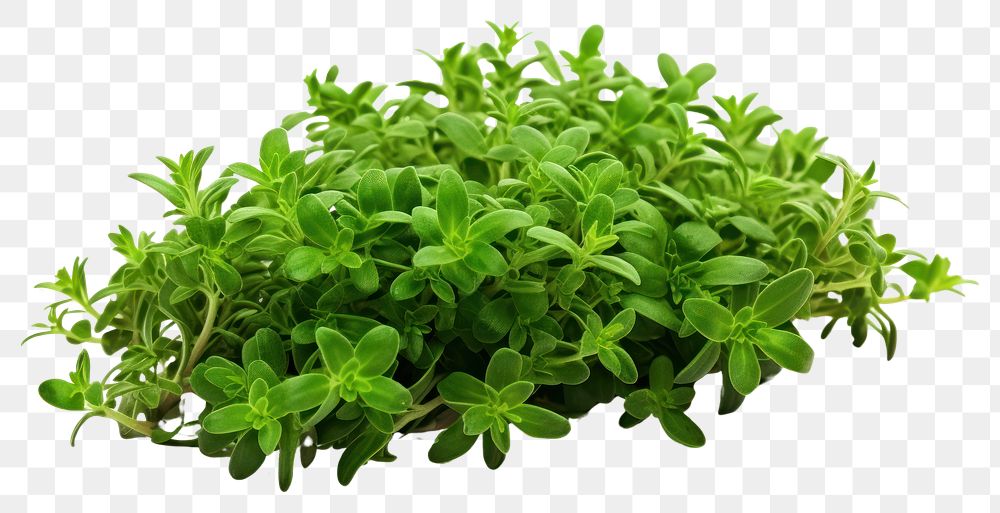 PNG  Thyme herbs plant leaf. 