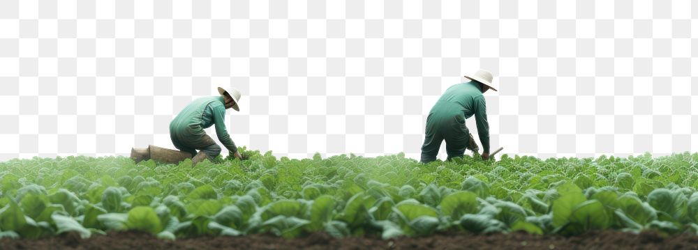 PNG  Vegetable field plant plantation. 