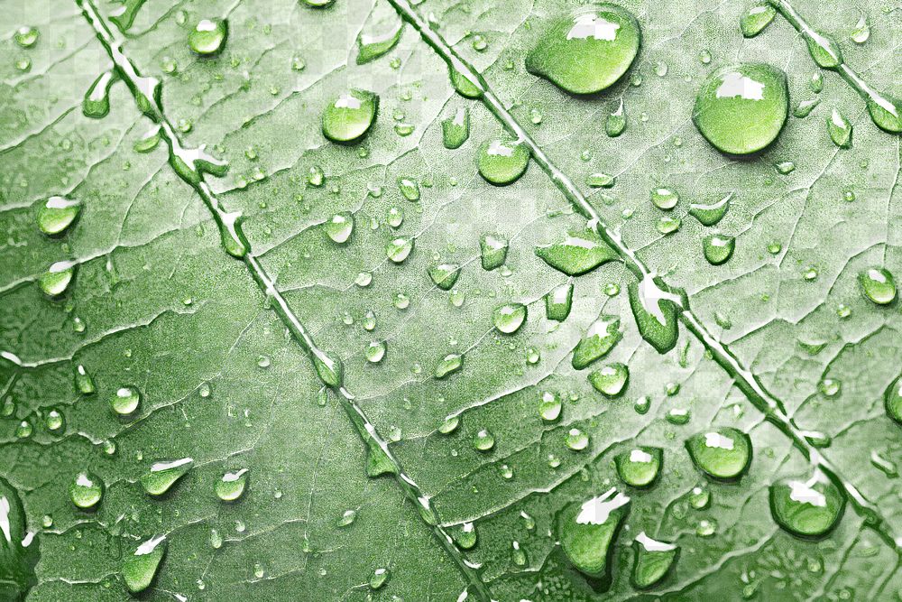 Vibrant leaf with water droplets png overlay effect, transparent background