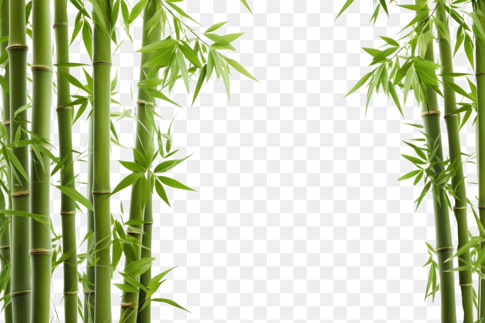 PNG  Bamboo backgrounds plant tranquility.