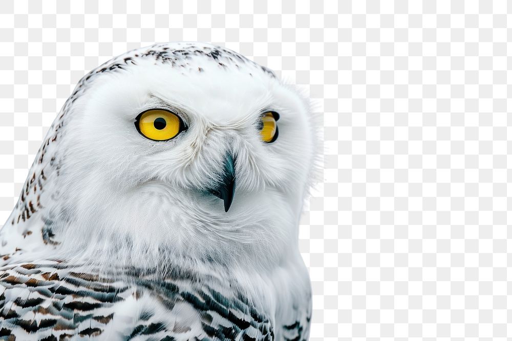 PNG Snowy owl animal beak bird.